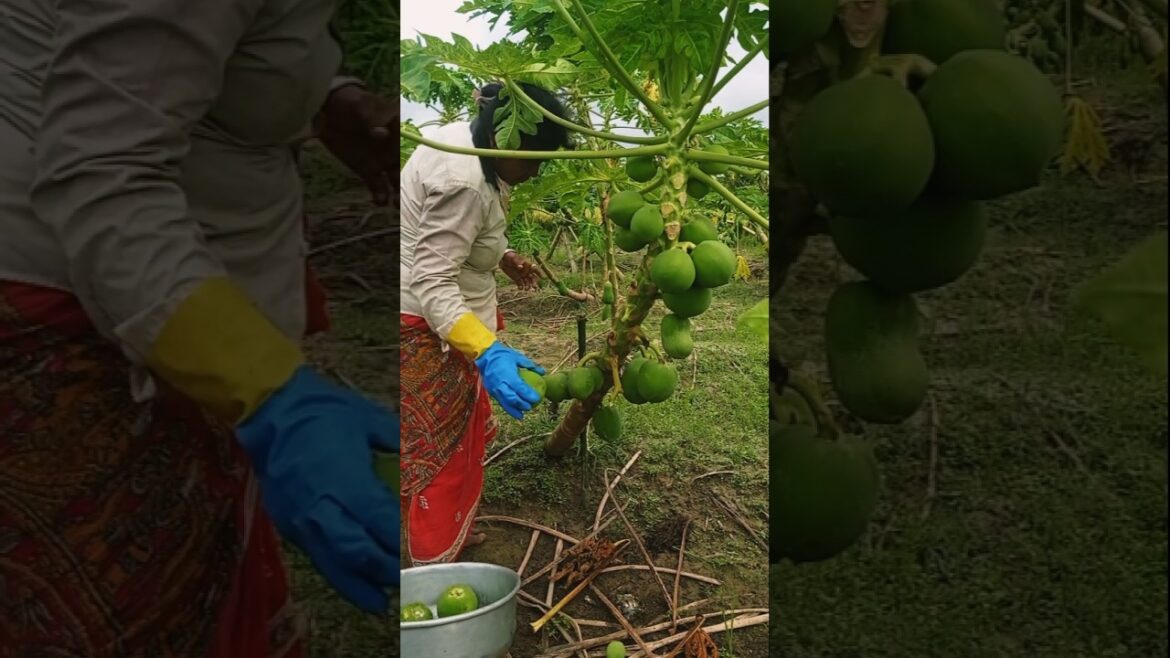 Woman Farmer Picks Fresh Papayas 🌿🍈#shorts Woman Farmer Picks Fresh Papayas 🌿🍈#shorts
