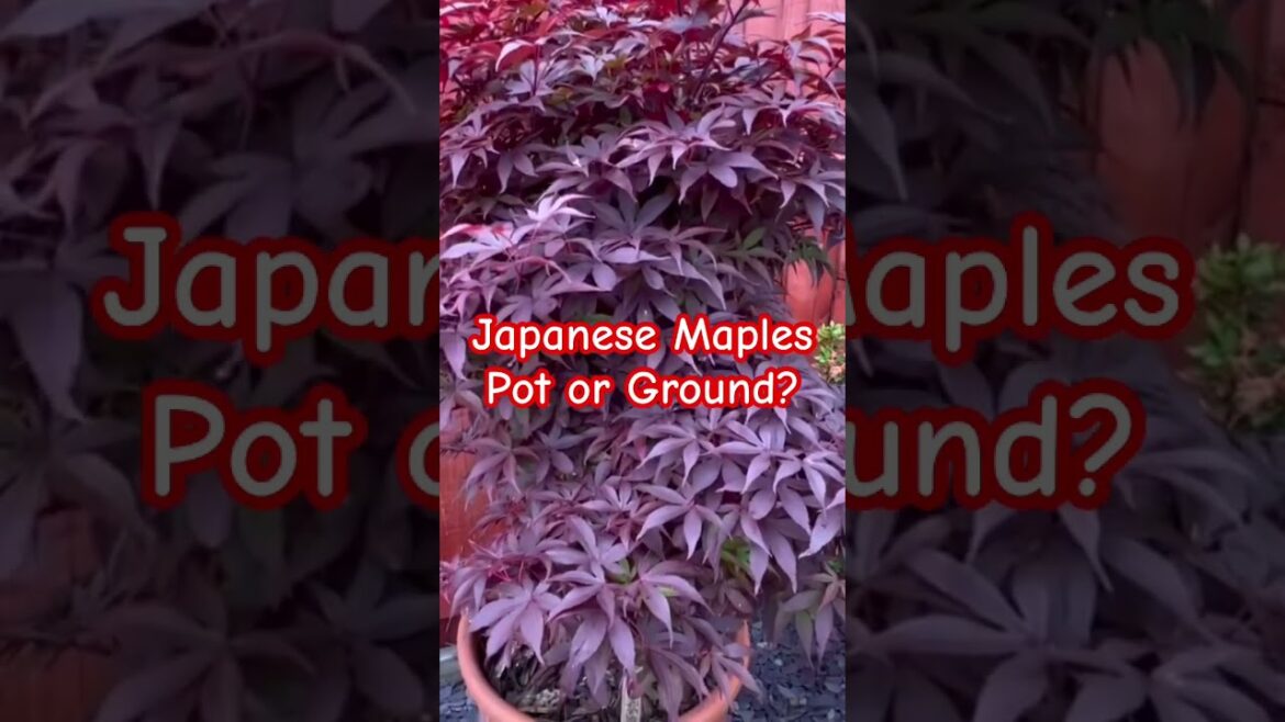 Japanese maple trees, pot or ground? #japanesemaple #plants #japanesetree #gardening #maple Japanese maple trees, pot or ground? #japanesemaple #plants #japanesetree #gardening #maple