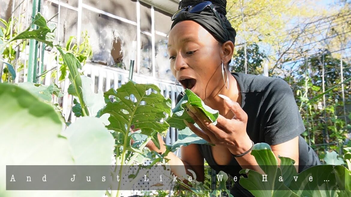 Urban Garden Bounce Back Tour | Girl Calm Down | Plant Resilience | Do Not Give Up On Your Garden