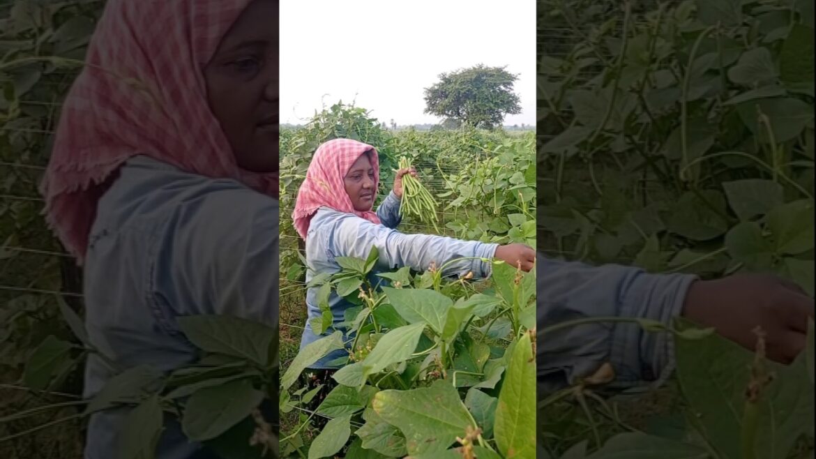 Golden Hour Magic! Harvesting Yard-Long Beans (বরবটি) 🌄🍃#shorts