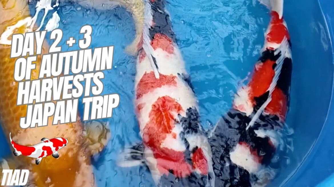 Day 2 and 3 of autumn buying trip to Japan to buy koi #koi #koicarp #fish Day 2 and 3 of autumn buying trip to Japan to buy koi #koi #koicarp #fish