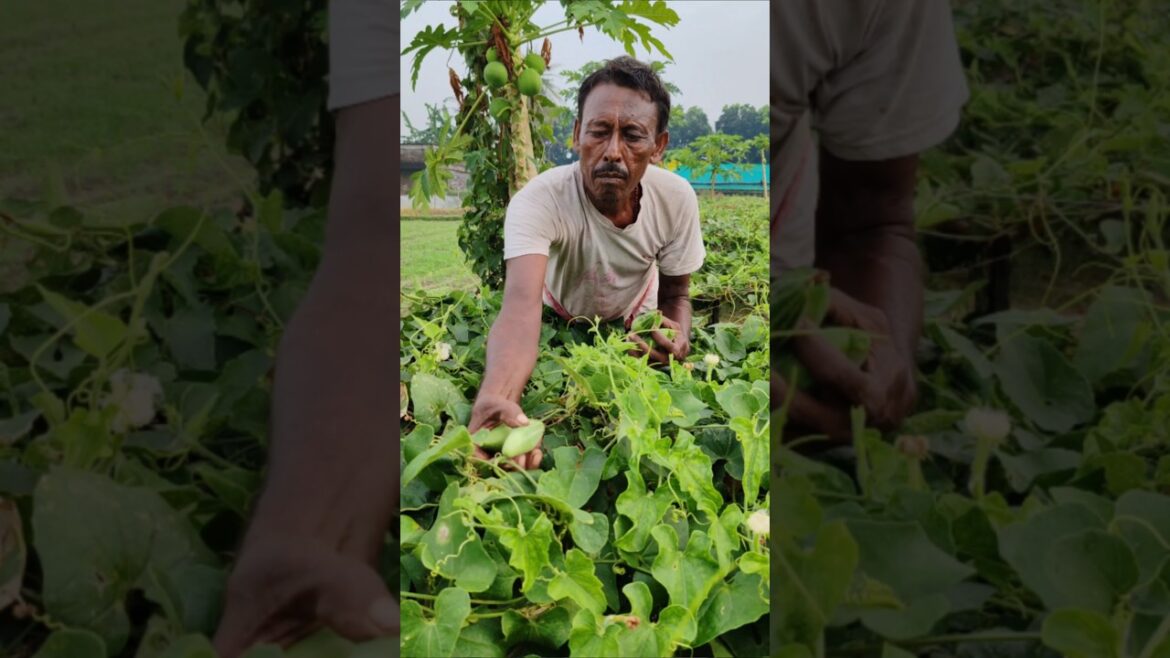 Amazing Farmer Harvests Pointedgourd or परवल or পটল in the Early Morning #shorts Amazing Farmer Harvests Pointedgourd or परवल or পটল in the Early Morning #shorts