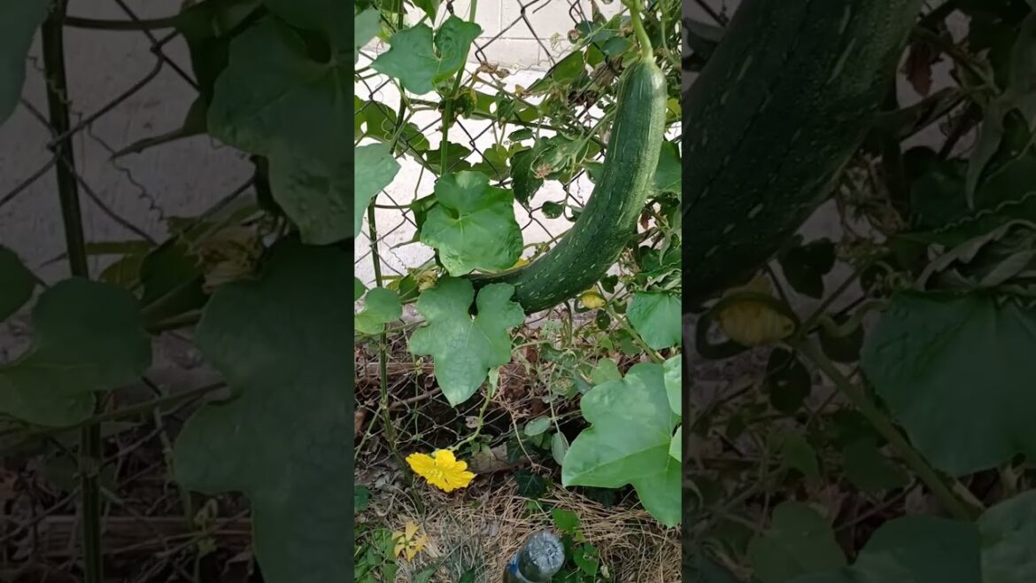 What Someone Stole Mother Nature Gave Back 10 Fold #homegardening #mothernature #garden