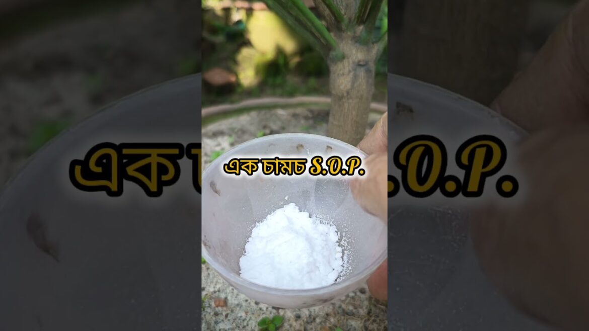 👍অক্টোবর মাসে মিশরীয় মালটা লেবু গাছে ফুল!!🍊 #shorts #versatile_gardener