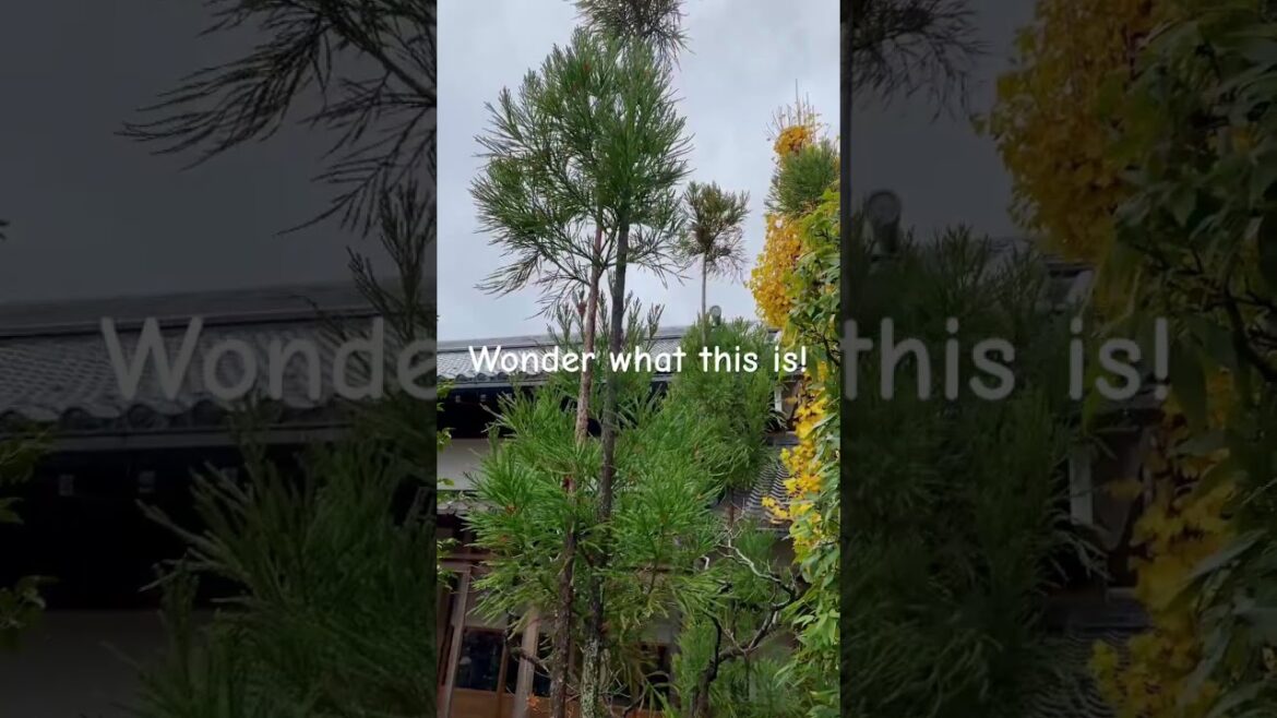 Suzumushi-dera Temple, Kyoto Suzumushi-dera Temple, Kyoto