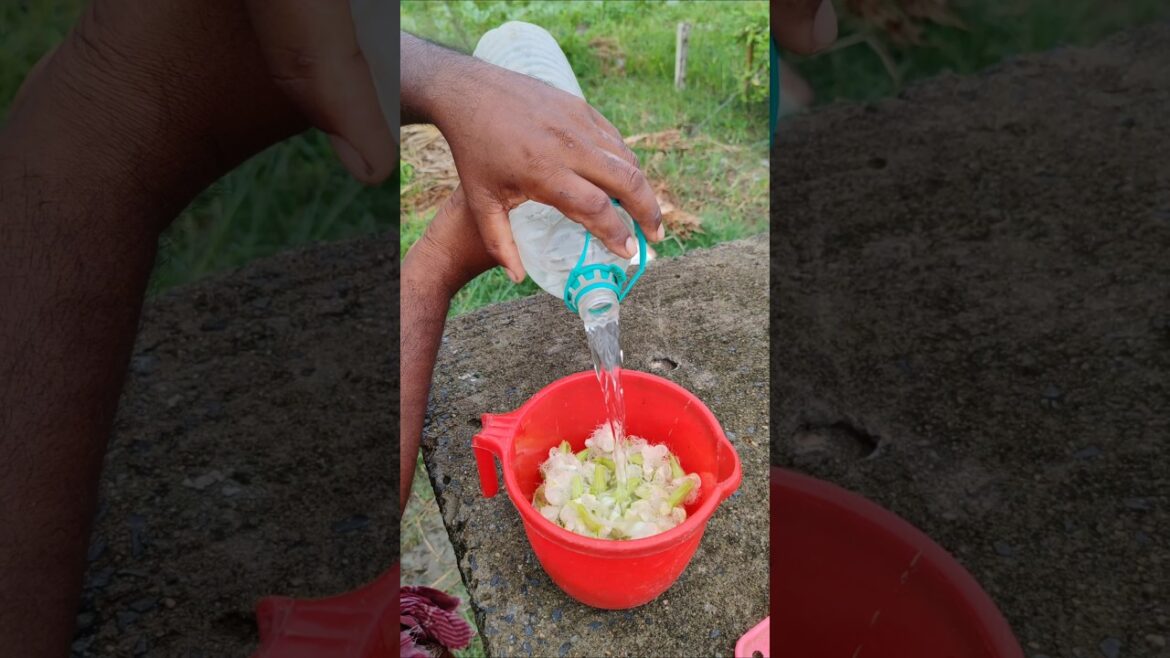 Turning Male Pollen to Liquid: Perfect Pollination for Pointed Gourd #shorts #short #shortvideo Turning Male Pollen to Liquid: Perfect Pollination for Pointed Gourd #shorts #short #shortvideo