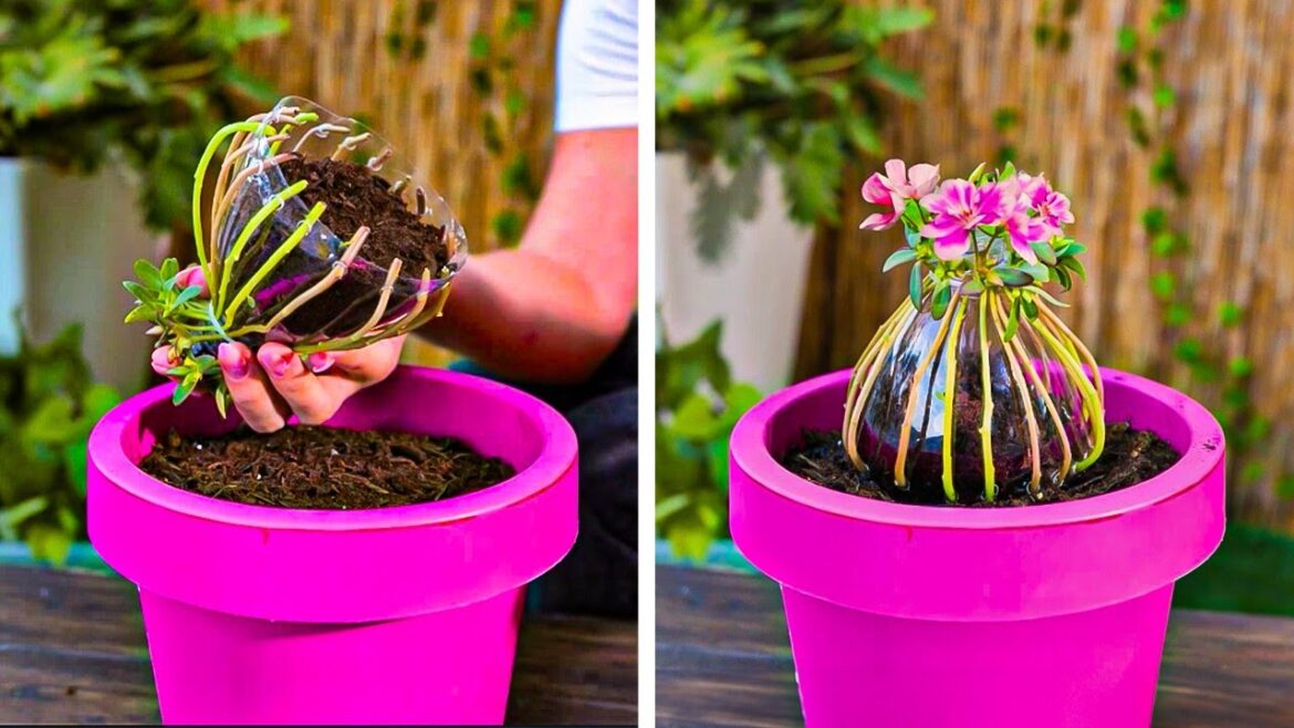 Treat your Garden Like a Boss! Smart hacks for everyone