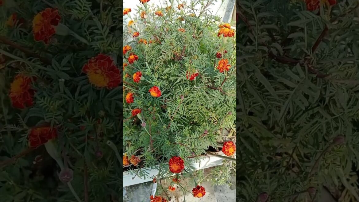 फुल फल या सब्जी वाले पौधे मे ये खाद डाले पुरा पौधा फलों से भर जायेगा #shorts#viral#fertilizer फुल फल या सब्जी वाले पौधे मे ये खाद डाले पुरा पौधा फलों से भर जायेगा #shorts#viral#fertilizer