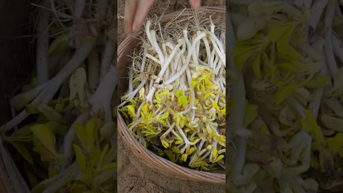 Harvesting vegetables #food #beans  #garden