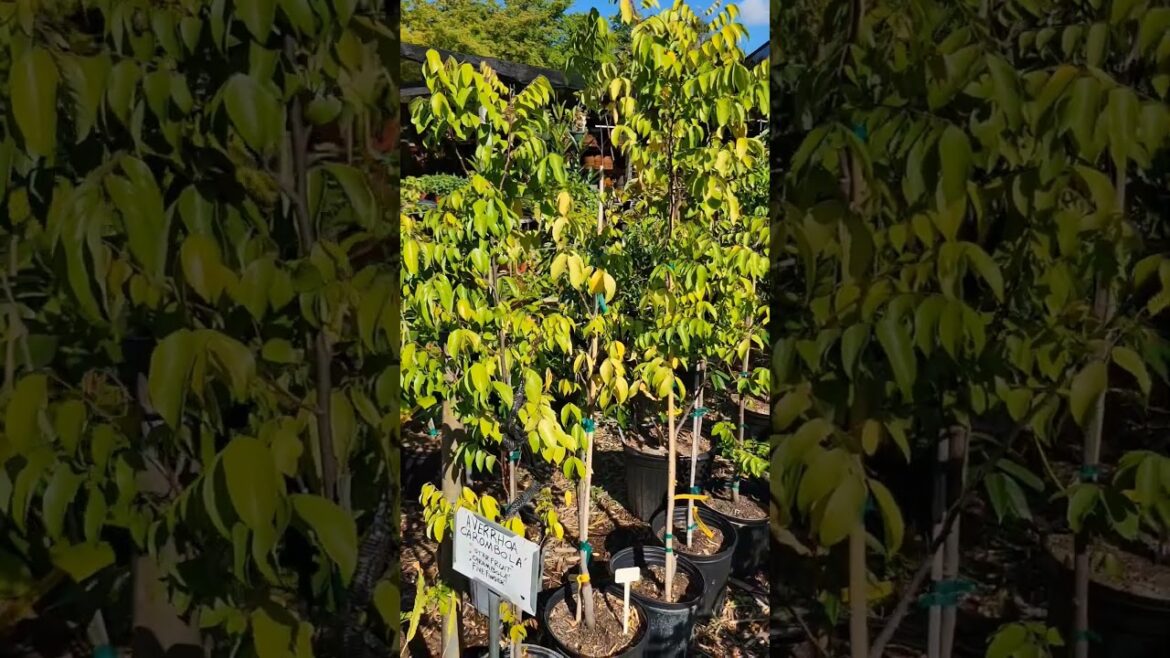 Unique Edible Plants at Tropic Plants Nursery in Tamarac - We Found Curry Leaf