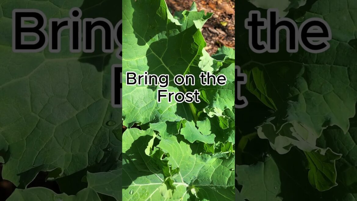Bring on the Frost Easy to Grow in the fall#homesteading #backyardgardening #garden