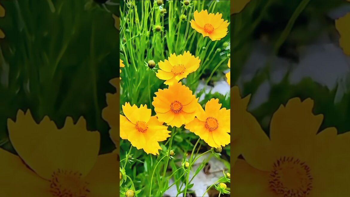 Discover the Beauty of Flower Gardens | Breathtaking Floral Displays 🌼 | #shorts