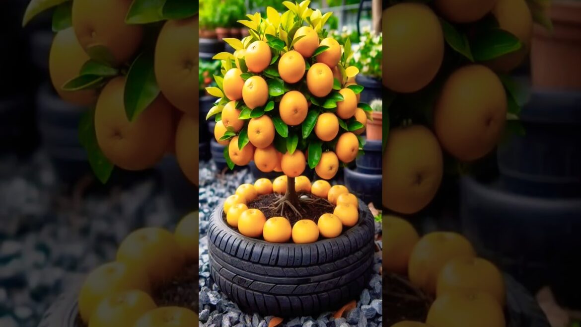 Great Growing Oranges With New Methods |Harvest Oranges #short#satisfying #farming