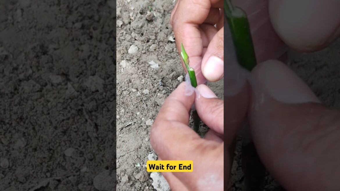 आम की पौधे पर कलम लगाने का नया तरीका #shorts #grafting #gardening #trend #shuklagardening #viral