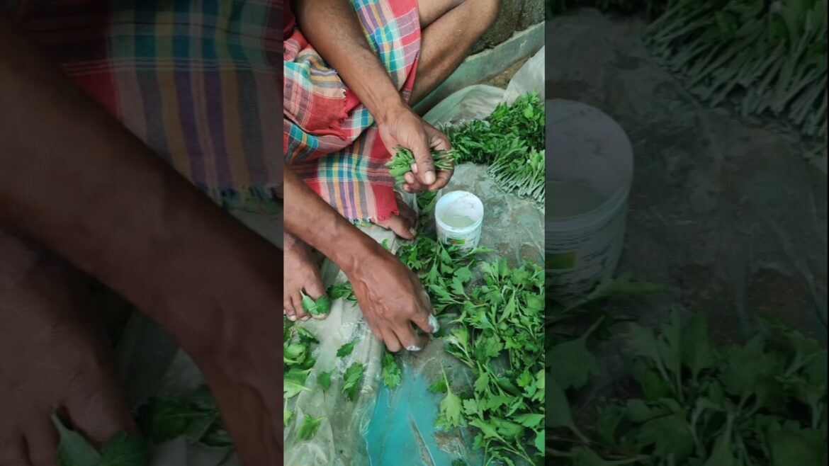 How to Propagate Chrysanthemums from Cuttings! 🌿🌼#shorts