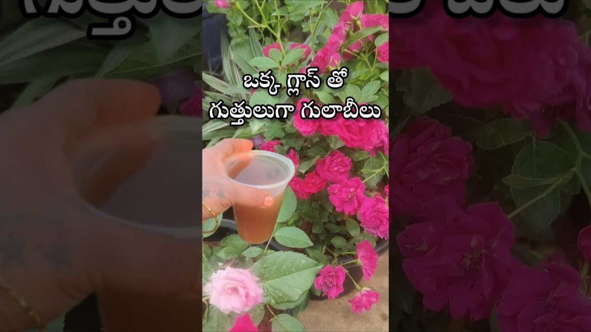 Best fertilizer for rose plant #youtubeshorts #shorts #shortvideo #garden