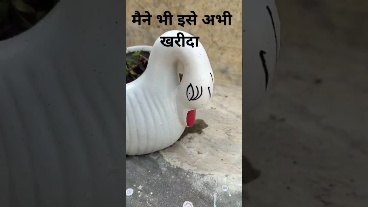 Jade plant ☘️☘️#trendingreels #trendingshorts #viraltrend #viralshorts #gardening #plants