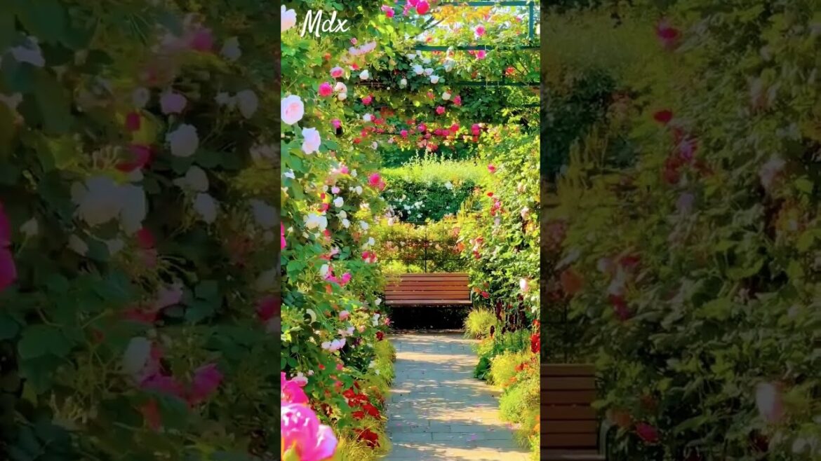 Garden Design//#trending #viralvideo #flowers #funny #garden #shorts