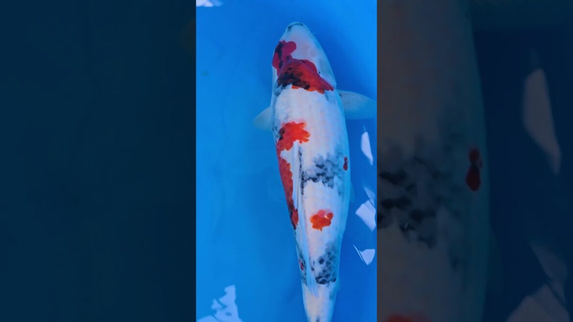 Koi purchases Japan trip 2024 20241020 112253