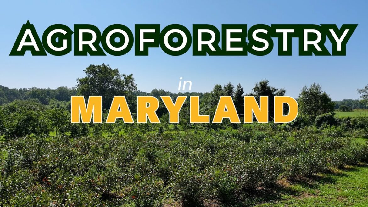 Agroforestry – White Marsh Park Edible Garden – Centerville, Maryland Agroforestry - White Marsh Park Edible Garden - Centerville, Maryland