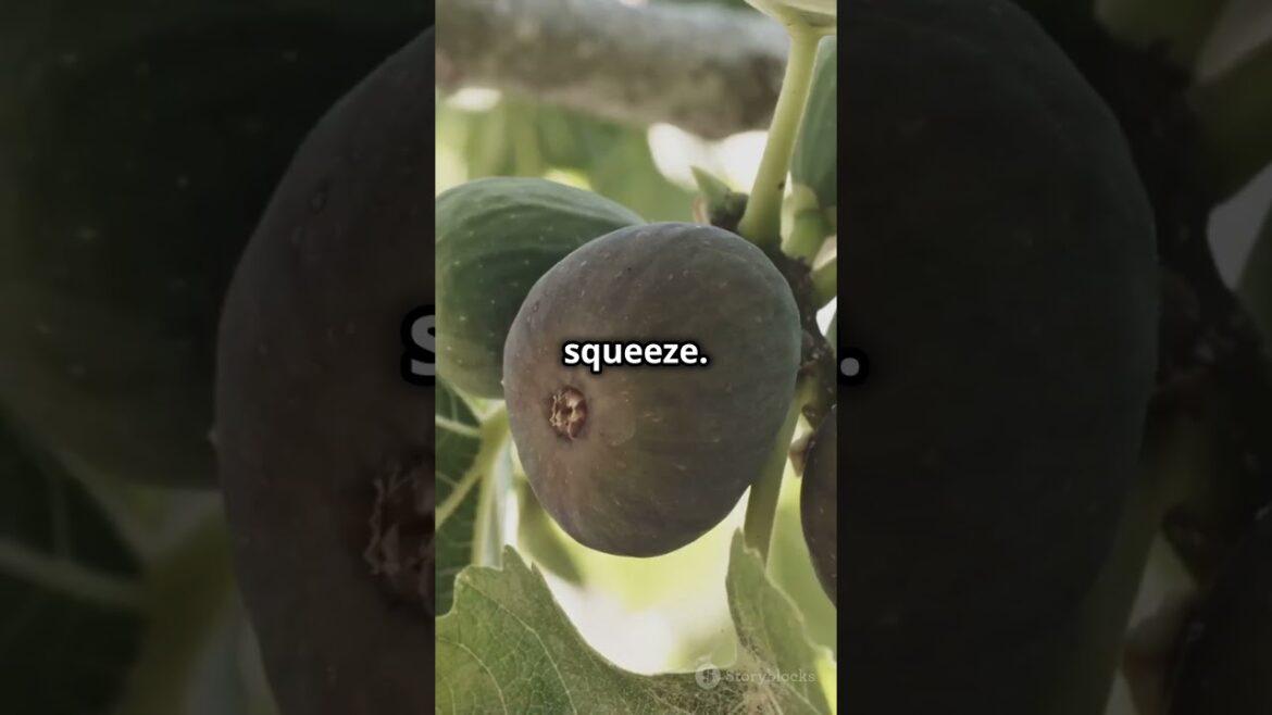 Quick Tips to Harvest Perfect Figs! ๐ #gardeningshorts #gardening #garden #harvestfigs #figs #short Quick Tips to Harvest Perfect Figs! ๐ #gardeningshorts #gardening #garden #harvestfigs #figs #short