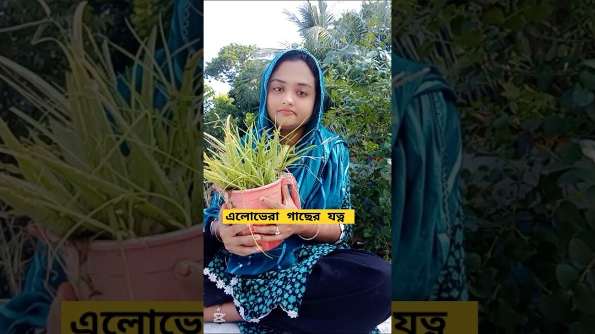 (ছাদ বাগান – 1)অ্যালোভেরা গাছের যত্ন #gardening #ছাদবাগান #minivlog #alovera #গাছের_পরিচর্যা #shorts (ছাদ বাগান - 1)অ্যালোভেরা গাছের যত্ন #gardening #ছাদবাগান #minivlog #alovera #গাছের_পরিচর্যা #shorts