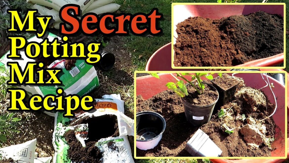 The Cheapest Potting Mix Recipe for Up Potting Fall Plants (Blackberries, Raspberries, Strawberries)