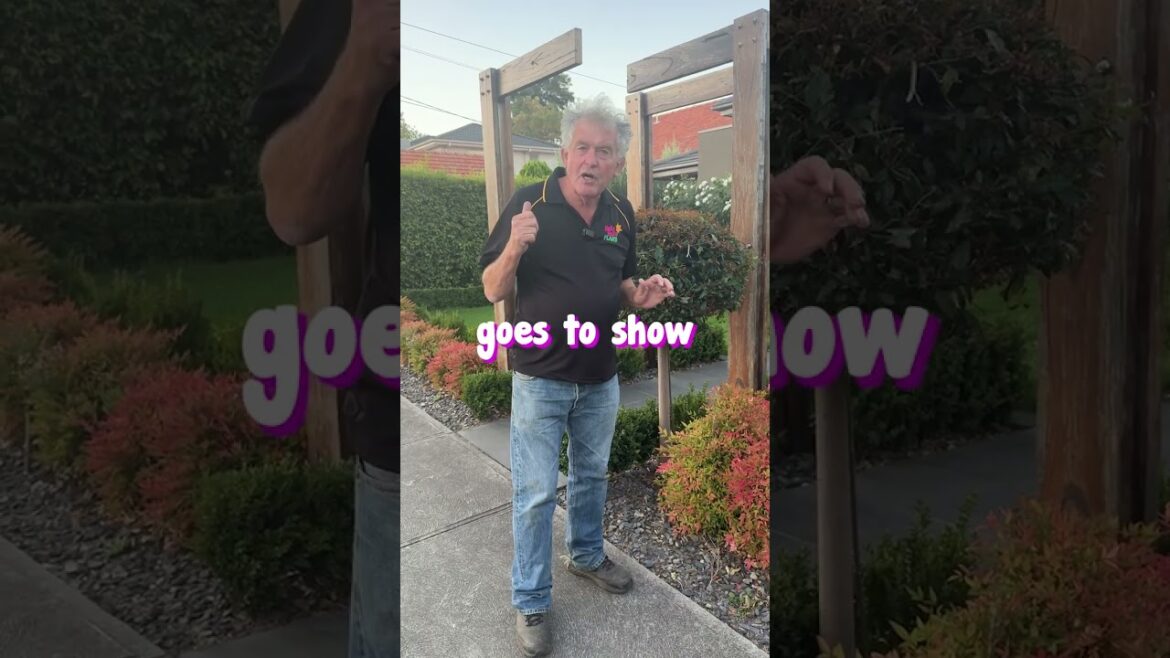 Garden Inspiration - Funky but Super Easy to Maintain 🌟😍