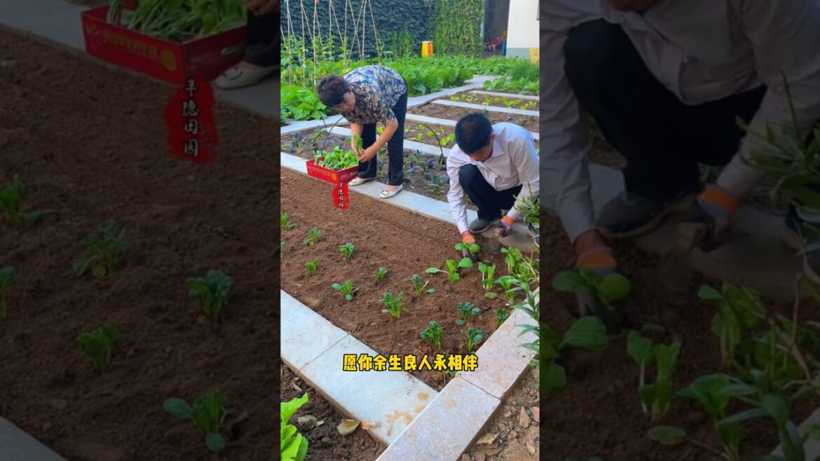 Episode 87 A small courtyard, growing vegetables, and staying with your lover until old age.