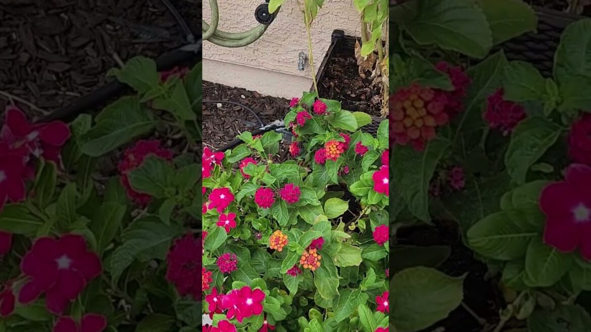 Dont forget about the pollinators #lasvegas  #thebirdsandthebees #flowers #containergardening