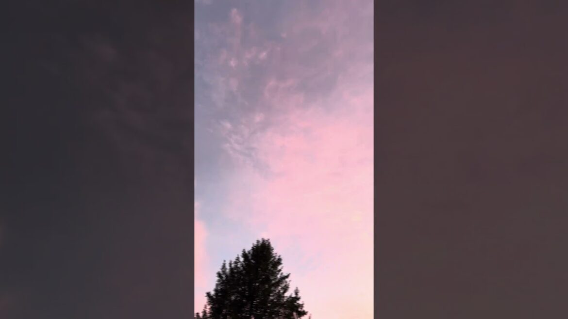 Beautiful trees in Pennsylvania #fall #fallvibes #leaves #colorful #backyard #tree #sky #landscape
