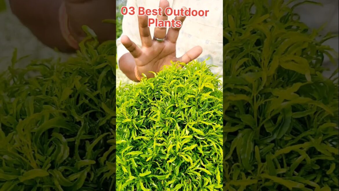 Best 03 Outdoor Plants For Home Garden || #outdoors #shortsvideo #song #shorts #shortsfeed #ytshorts Best 03 Outdoor Plants For Home Garden || #outdoors #shortsvideo #song #shorts #shortsfeed #ytshorts