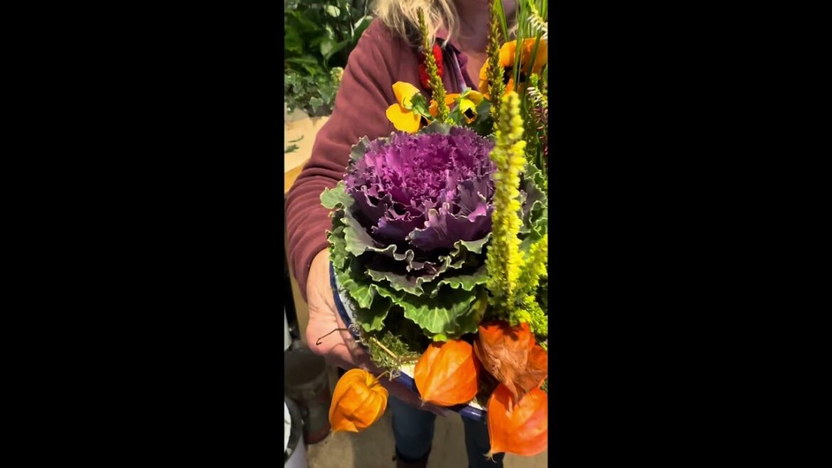 ✨🍂CLASHY autumnal outdoor container garden ready for your doorstep, balcony or terrace 🍂✨ ✨🍂CLASHY autumnal outdoor container garden ready for your doorstep, balcony or terrace 🍂✨