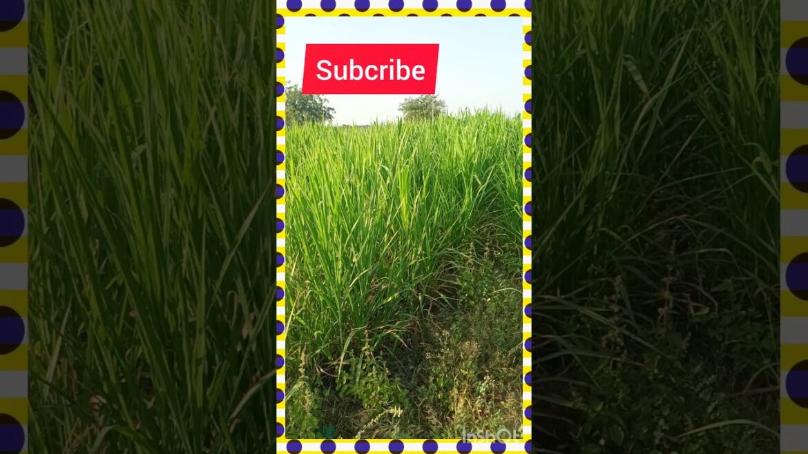 the science of short grass. Grass short video.