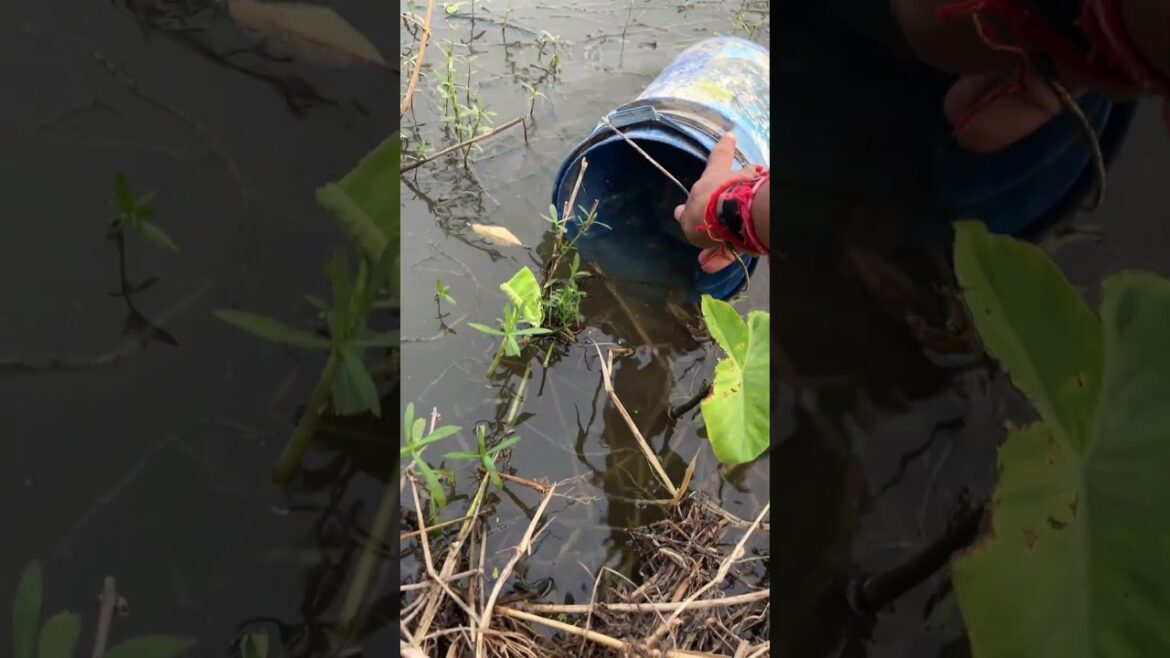 Organic khane ki tyaari chalu hai! #viral #vlog #shorts #trending #omlet #funny #minivlog