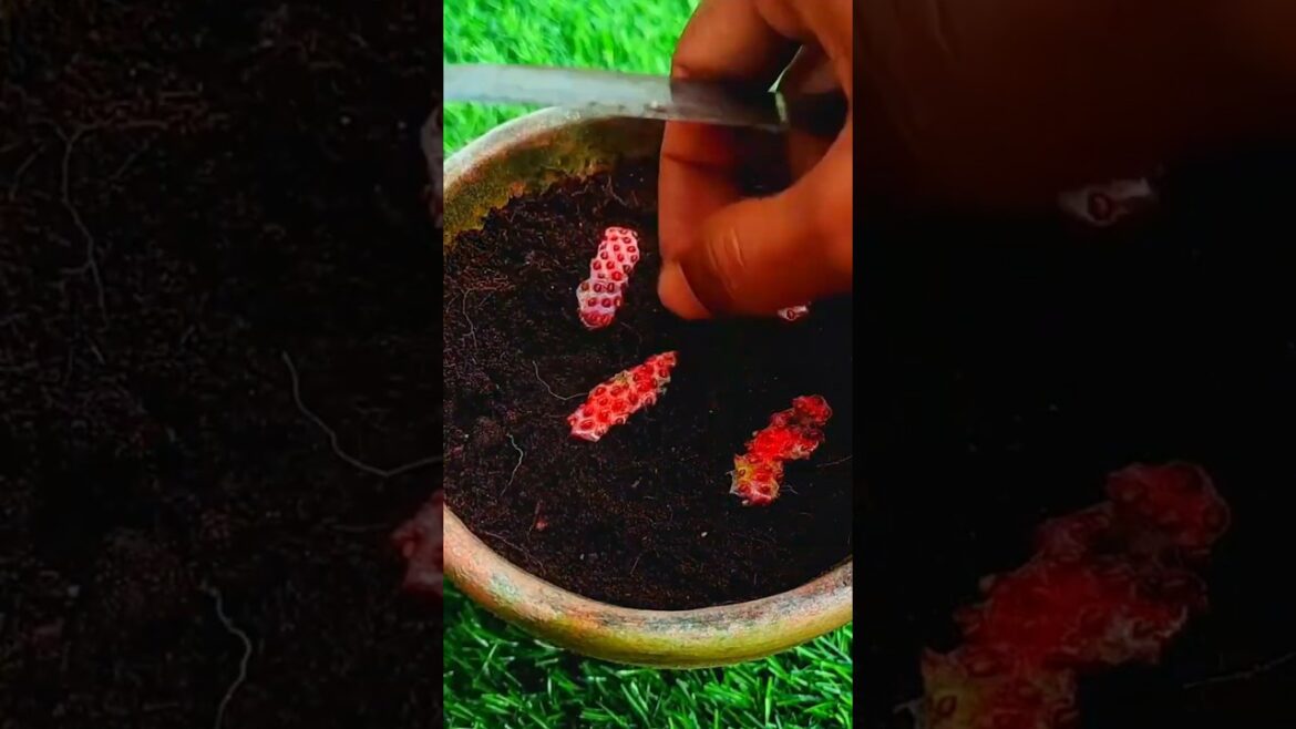 Grow Strawberries from Seed at Home | Easy DIY Gardening Hack 2024 #gardening #nature #satisfying