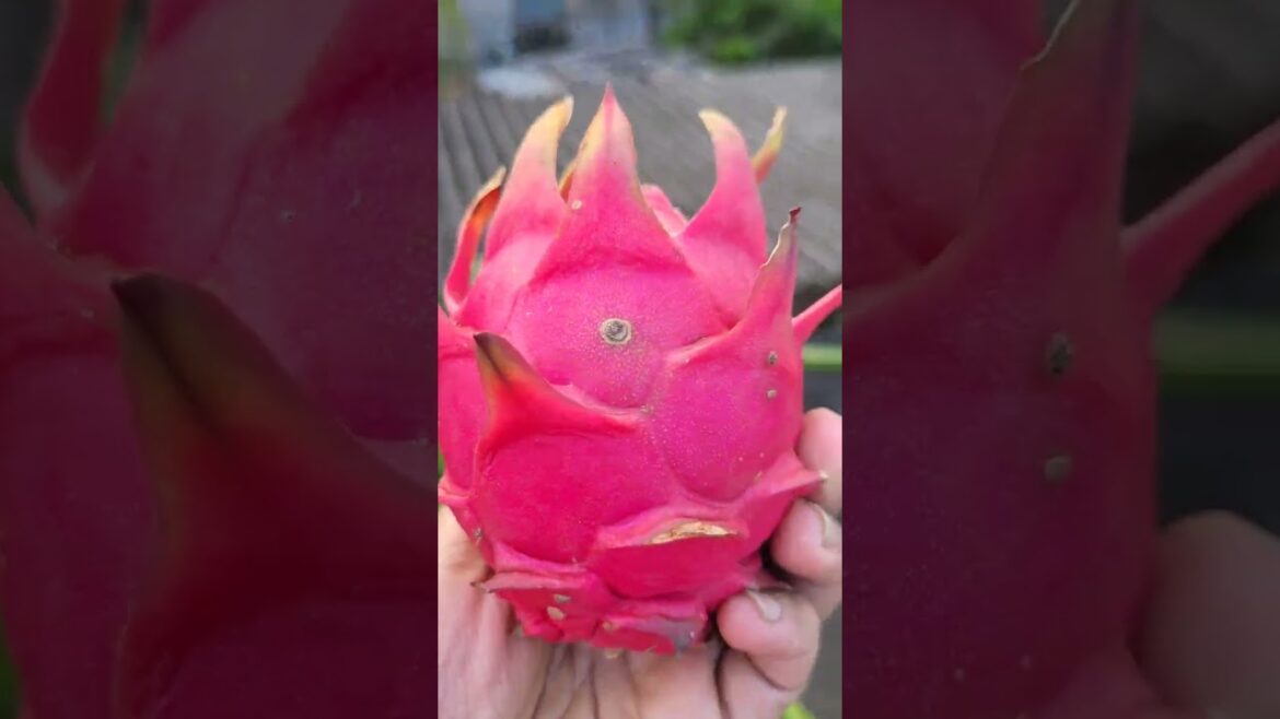 ড্রাগন ফ্রুটস#Indian Dragon fruits plant gardening tips#fruits gardening#Garden tips# Dragon fruits