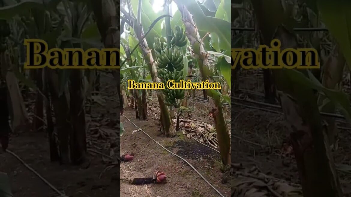 Banana Cultivation || Farming #agriculture #ytshorts #crop #banana #trending #horticulture #shortvid