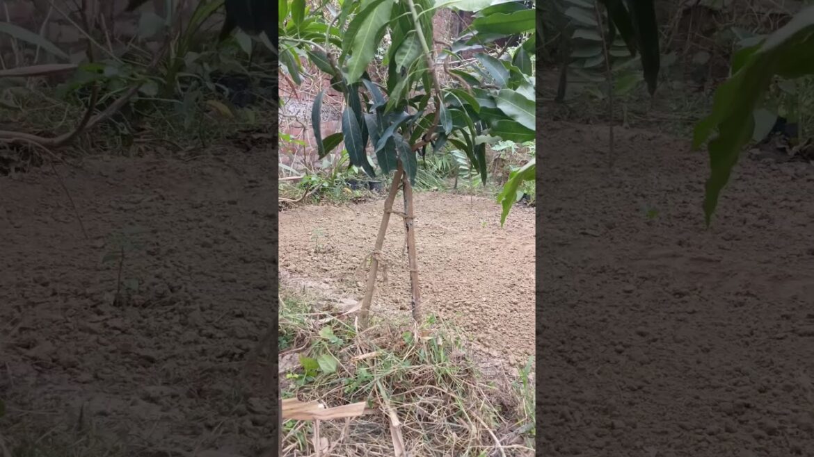 Sowing leafy vegetable seed|1 Nov|#permaculture#garden #gardendesign #naturalfarming #nature