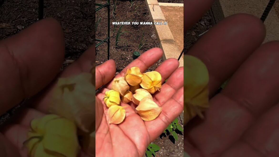 Growing Pineapple Ground Cherries in Raised Beds 🌱 | Quick Tips for a Sweet Harvest!