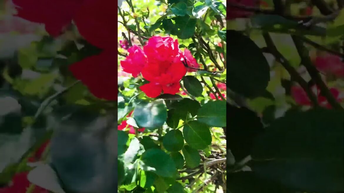 #flowers #rosetree #gardening #frontyard