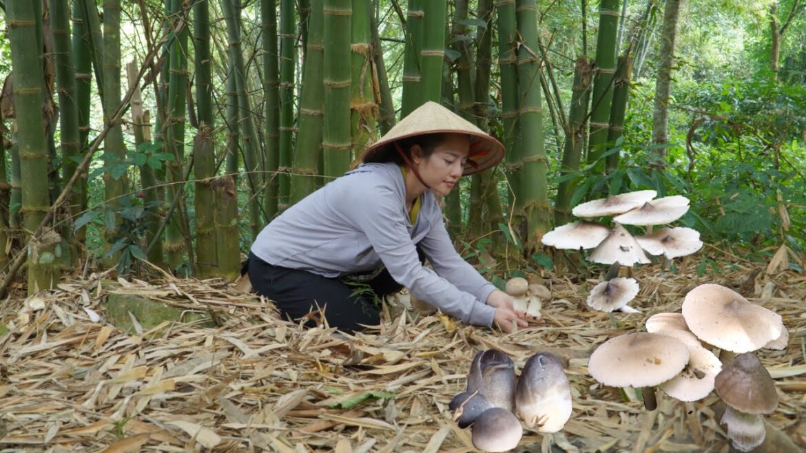 Harvesting straw mushrooms under the canopy of a tropical bamboo forest