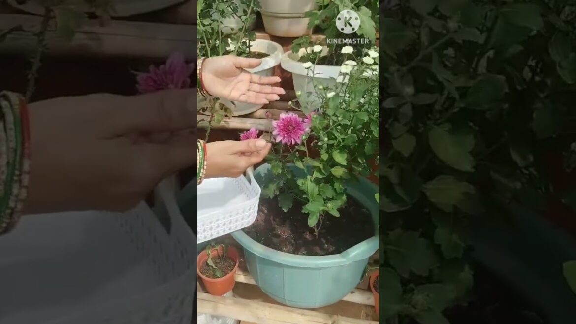 Chamanthi flowers harvesting in my terrace garden #youtubeshorts #shorts #chamanthi Chamanthi flowers harvesting in my terrace garden #youtubeshorts #shorts #chamanthi