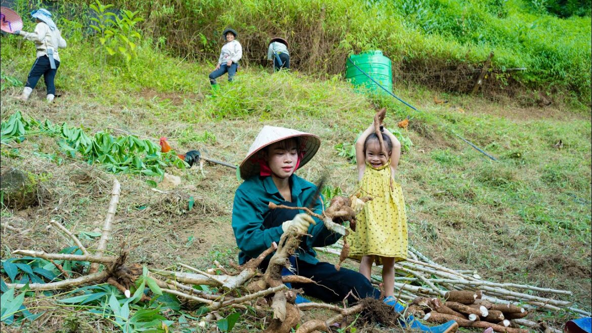 Growing and Harvesting Cassava, Vegetable Care, Cooking, Mountain Life | EP.99 Growing and Harvesting Cassava, Vegetable Care, Cooking, Mountain Life | EP.99