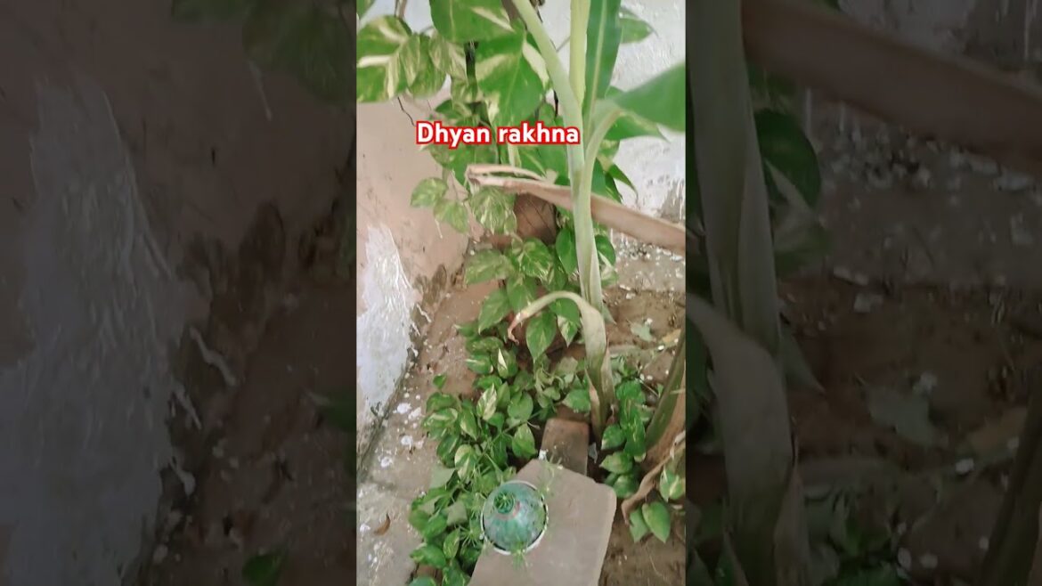 Money plant Jadu#vastuformoney #astrology#moneyplant#garenafreefire#gardeningtips#shivubobby#yt#tree