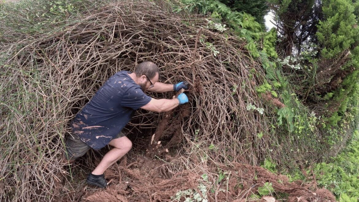 I'M BACK...PART 2 of TAMING This OVERGROWN Garden & FILTHY Driveway For An OVERWHELMED LADY IN NEED!