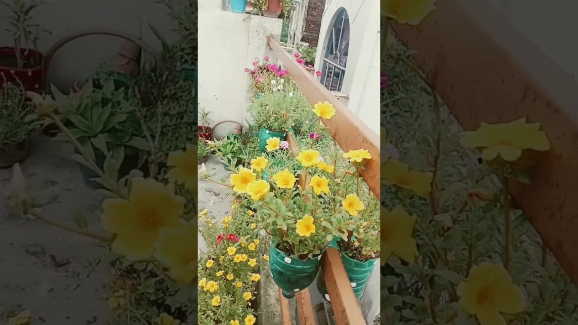 my beautiful terrace garden flowering #garden #flower #how