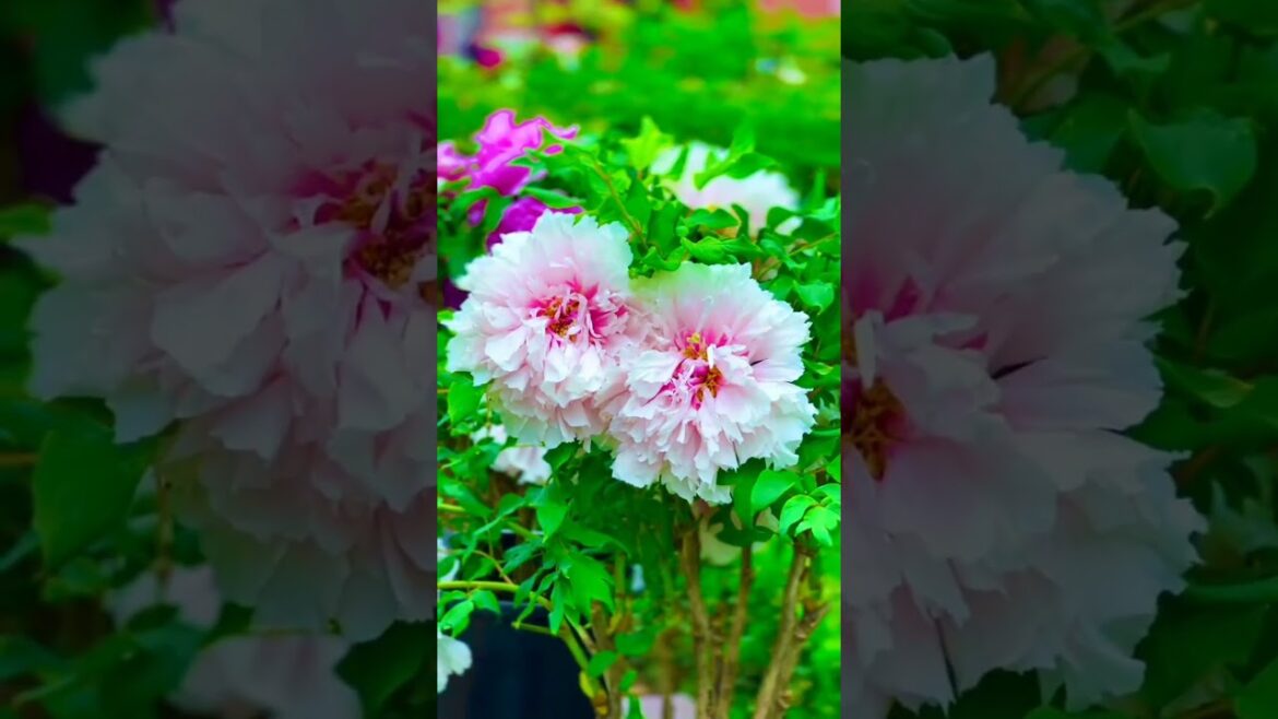 Flower plants for home garden🏡 🌻#shorts #trending #ytshorts #flowers #flowerplants #flowergarden Flower plants for home garden🏡 🌻#shorts #trending #ytshorts #flowers #flowerplants #flowergarden