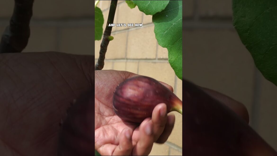 "Brown Turkey Fig Harvest & Taste Test 🍂 | Garden Tips & Growing Guide #Shorts