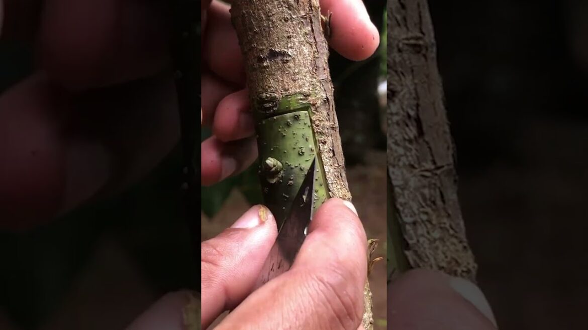 Advanced Avocado Fruit Grafting Technique EP94 #grafting #garden #gardening #graftingtechniques Advanced Avocado Fruit Grafting Technique EP94 #grafting #garden #gardening #graftingtechniques